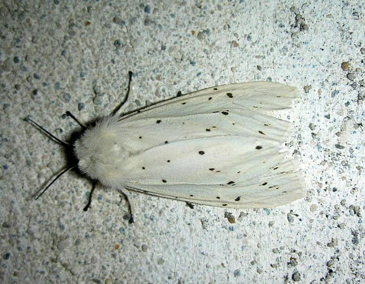 Arctiidae: Spilosoma lubricipeda